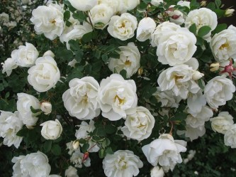 белая роза шиповник